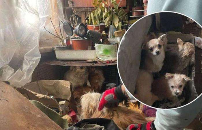 In Sunny Beach, dogs are found in cruel conditions – there is dirt all around, puppies hidden in bags