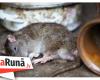 In the Sevastopol hospital, Russian soldiers are poisoned by poisoning rats