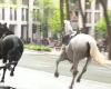 Escaped army horses injure four people in central London (VIDEO)