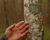 The spots on the trees in Imanta that caused people’s concern – lichens that indicate cleaner air / Article