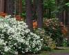 Babite invites you to the Rhododendron Flowering Festival at the end of May