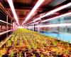The test regime for the seedling growing container in Gulbene has been passed – Gulbene district – Dzirkstele.lv