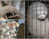 VIDEO. Warning, unpleasant views! “The minks are so beaten with fists and sticks, beaten against the cages..” Cases of danger have been discovered at the Van Ansem fur farm in Poland