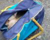 Puppies hidden in a bag fought for their lives: dogs kept in terrible conditions are removed from the property in Saulkrasti
