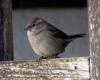 Did you know? Three visually different sparrows live in Latvia / Article