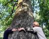 Nature expert: In Latvia we can be proud of big trees – natural monuments
