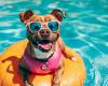 How to protect your dog from overheating: cooling zoo products