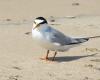 The mouths of four rivers are closed for vacationers during nesting of little terns / Article