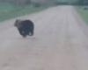 VIDEO. “Good, huh?” In Vidzeme, the driver was surprised by a very fast bear that crossed the road for the car
