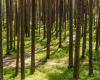 In Latvia, the forest fire-free period begins; strict rules must be followed or punishment is expected