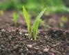 Wet soil in Vidzeme and Latgale makes sowing difficult