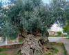 Older than Jesus and Muhammad – the oldest olive tree in the world is still growing and green in Crete