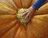 PHOTO. The owner of the world’s largest pumpkin offers 5 tips for growing a giant berry