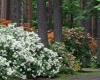 At the end of May, the magnificent Rhododendron Flowering Festival will take place in Babite