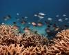 The Great Barrier Reef is also threatened / Article