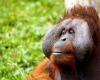 For the first time in history, an orangutan has been observed using a medicinal plant to treat a wound
