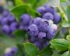 Current review of bilberry varieties – the sweetest, most profitable and most productive