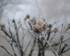 on the night of Thursday, there will be very strong frost in some regions of Latvia