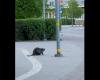 VIDEO. “Probably looking for a mate or medium!” A busy beaver runs through the streets of Jelgava