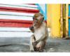 Monkeys tamed by tourists rob and injure travelers. How to avoid monkey attacks while traveling? – A rest