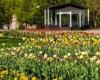 Almost 80,000 flower plants bloom magnificently in Jurmala