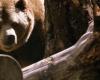 About 130 bears already live in Latvia. How the number of pecans will change in the future