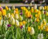 Almost 80 thousand flower plants bloom magnificently in Jurmala