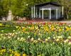 PHOTO. 80,000 blooming tulips, daffodils and hyacinths! You have never seen Jurmala so beautiful